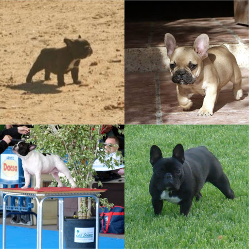 Carlbulls Kennel - Criador de Bulldog Francés & Criador de Carlino/Pug.