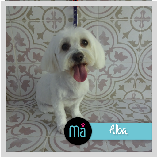 Peluqueria Canina Madogna