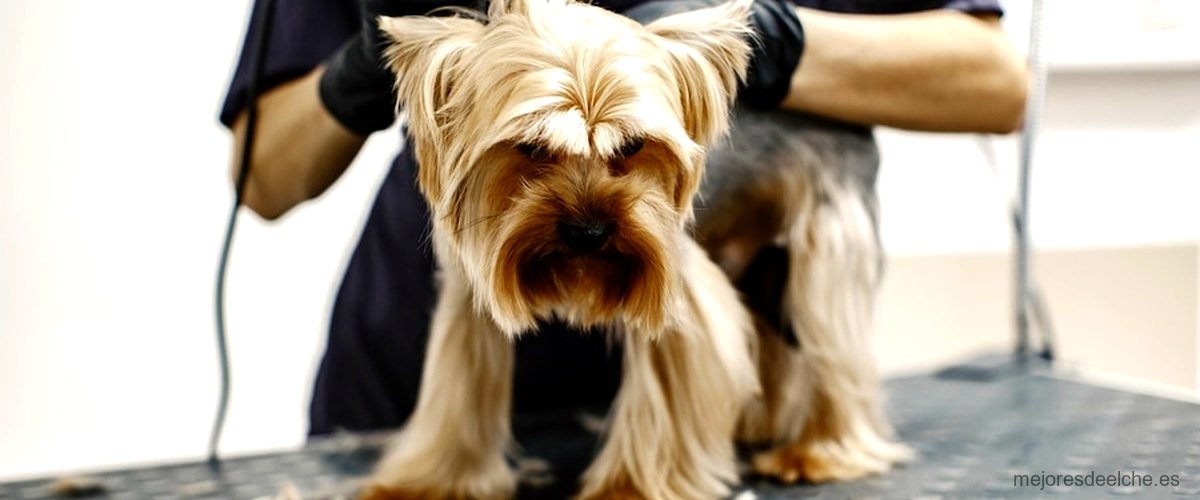 Las 5 mejores peluquerías caninas de Elche